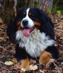 Apache de la Balade du Briantais - Bouvier Bernois