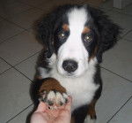 Caramel 4 mois - Bouvier Bernois (4 mois)