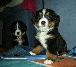 Belle et Lyna nées le 04 11 2008 - Bouvier Bernois