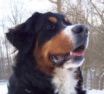 DIVA Des Vertes Prairies Du Pajot - Bouvier Bernois