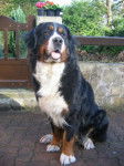 Sally : Femelle Bouvier Bernois de 5 ans - Bouvier Bernois (5 ans)
