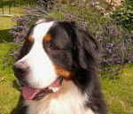 Attila du Marais du Lingon - Bouvier Bernois