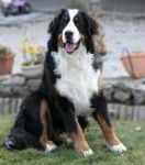 Duncan de la Voie Gallo Romaine 1 an - Bouvier Bernois