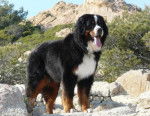 Don Diégo 15 mois - Bouvier Bernois (1 an et 3 mois)