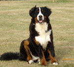 Dana du Domaine d'Ulane 1 an - Bouvier Bernois