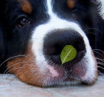 E'Nneïky de l'Empreinte de Jais - Bouvier Bernois