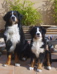 Aurus et Darko - Bouvier Bernois