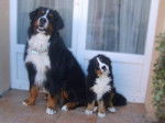 Aurus et Darko - Bouvier Bernois