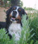 Aurus des Eaux Vives de Tourtour - Bouvier Bernois