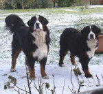 Dana et Diégo - Bouvier Bernois