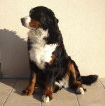 Dana du Domaine d'Ulane - Bouvier Bernois