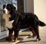 Dana femelle Bouvier Bernois - Bouvier Bernois