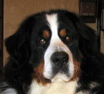 Kyo beau portrait bouvier bernois - Bouvier Bernois