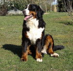 Dana du Domaine d'Ulane - Bouvier Bernois