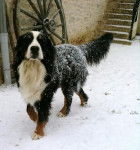 Duncan de la Voie Gallo Romaine - Bouvier Bernois