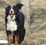 Evrest Bouvier bernois - Bouvier Bernois