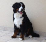 Photo Dana du Domaine d'Ulane - Bouvier Bernois