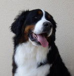 Portrait Dana du Domaine d'Ulane - Bouvier Bernois