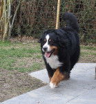 Tequila de la Déesse Arduinna 7 ans et demi - Bouvier Bernois (7 ans et demi)