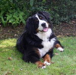 Cbee de la Balade du Briantais - Bouvier Bernois