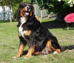 Diva 24 mois - Bouvier Bernois (2 ans)