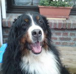 Ariane femelle Bouvier bernois 4 ans et demi - Bouvier Bernois (4 ans et demi)