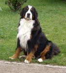 Diégo - Bouvier Bernois