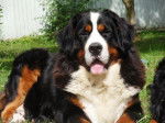 EVREST DE LA VALLEE DE LA VEUDE 17 mois - Bouvier Bernois (1 an et 5 mois)