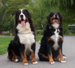 Evrest et Diva - Bouvier Bernois