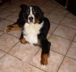 Elton du Château de l'Amour 15 mois - Bouvier Bernois (1 an et 3 mois)