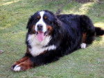 Dana - Bouvier Bernois