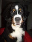 Gribouille bientôt 5 mois - Bouvier Bernois (5 mois)