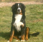 Gribouille au jardin - Bouvier Bernois