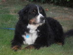 Charly beau Bouvier Bernois Qu&eacute;becois - Bouvier Bernois