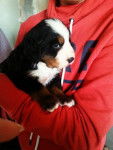 Irish chiot Bouvier Bernois 1 mois - Bouvier Bernois (1 mois)