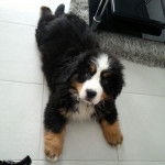 Irish grandit - Bouvier Bernois