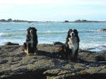Evrest et Diva en vacances à la mer - Bouvier Bernois