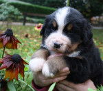 chouquette - Bouvier Bernois Mâle (1 mois)