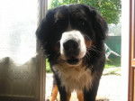 Okami - Bouvier Bernois Mâle