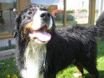 Okami - Bouvier Bernois Mâle