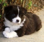 dolphin - Bouvier Bernois (3 mois)