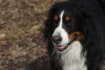 Photo Bouvier Bernois