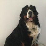 Mouss - Bouvier Bernois Mâle (3 ans)