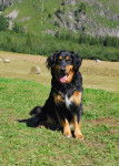 Cheyenne - Bouvier Bernois (3 ans)