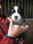 chiot1 - Bouvier Bernois (1 mois)