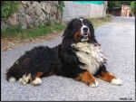 ulisse - Bouvier Bernois Mâle (7 ans)