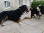 BB et maman - Bouvier Bernois Mâle (4 ans)
