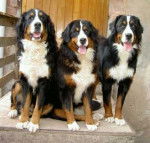 Roxy, Théo, Cocody - Bouvier Bernois (1 an)