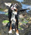 Gaya - Bouvier Bernois (1 an)