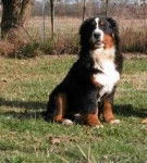 HUCHARLVIC - Bouvier Bernois (6 ans)